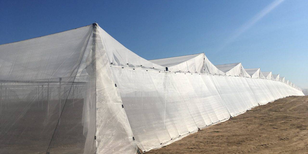 Net-House de Arrigoni para proteger el invernadero de insectos