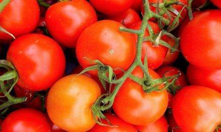 Tomate Ramo Ateneo de Fitó, variedad uniforme de frutos de gran calibre y alta producción