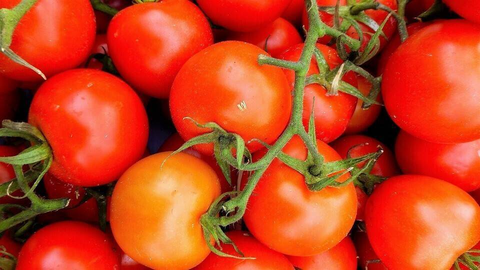 Tomate Ramo Ateneo de Fitó, variedad uniforme de frutos de gran calibre y alta producción