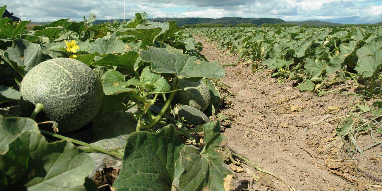 Complementariedad entre extractos naturales e insecticida contra mosca blanca en melón