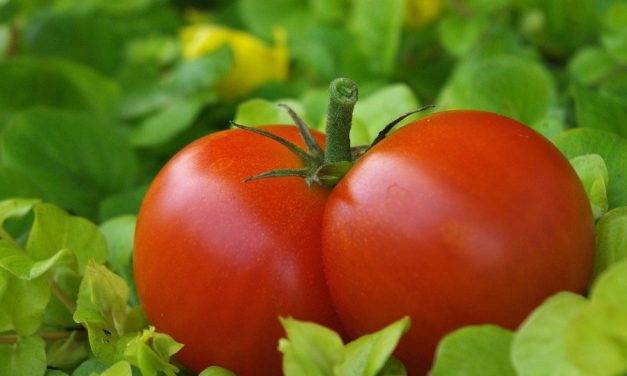El injerto influye en la distribución de calibres del tomate tradicional valenciano