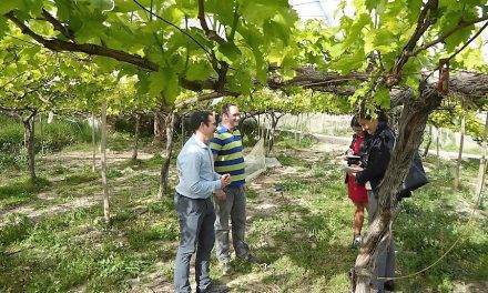Mejora del rendimiento y la calidad en uva Red Globe aplicando ácido cítrico