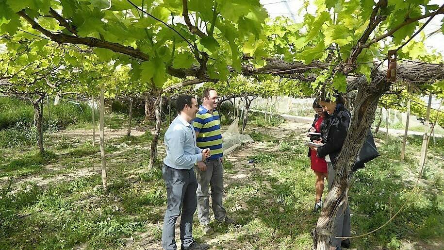 Mejora del rendimiento y la calidad en uva Red Globe aplicando ácido cítrico