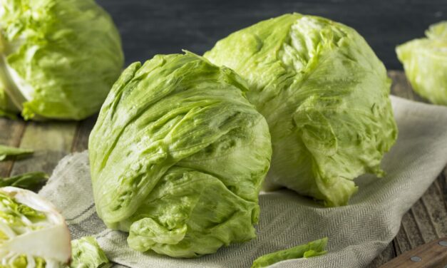 Los bioestimulantes mejoran la calidad nutricional de la lechuga Iceberg