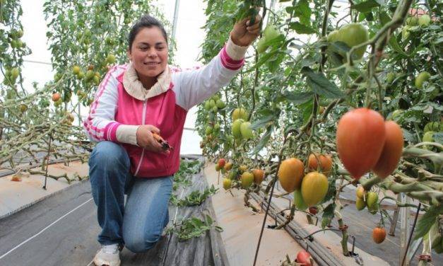 Biotecnología agrícola en Querétaro