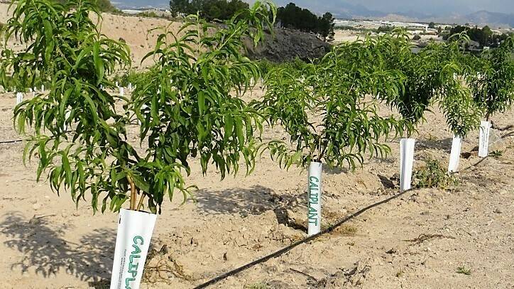 ¿Interesado en plantar frutales, almendros, pistachos o patrón de ucb?¿Ha realizado ya su pedido?