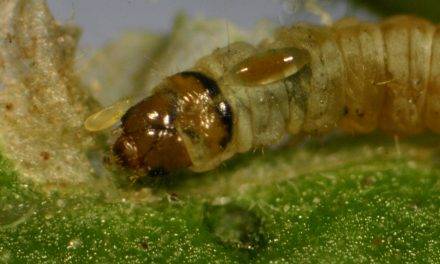 Horta.Net estudia los parasitoides espontáneos para el control de Tuta absoluta 