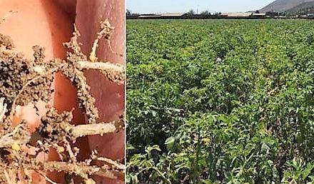 Un sitio web dedicado al nematodo dorado o nematodo de los quistes de la patata