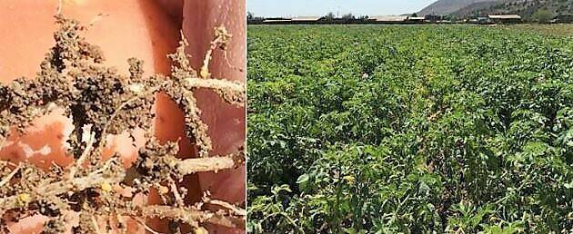 Un sitio web dedicado al nematodo dorado o nematodo de los quistes de la patata