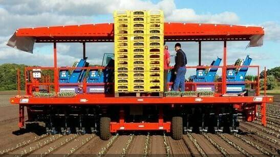FUTURA TWIN, a fully automated transplanter
