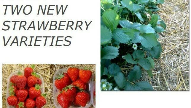 Cristina and Romina, strawberry cultivars for reduced water application