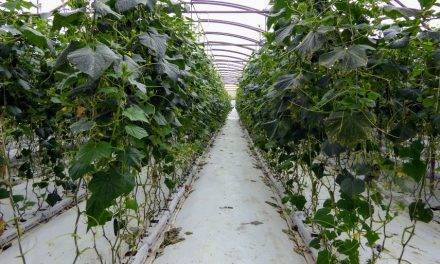 Respuesta de pepino y tomate a dos estrategias de fertirrigación para reducir nitratos