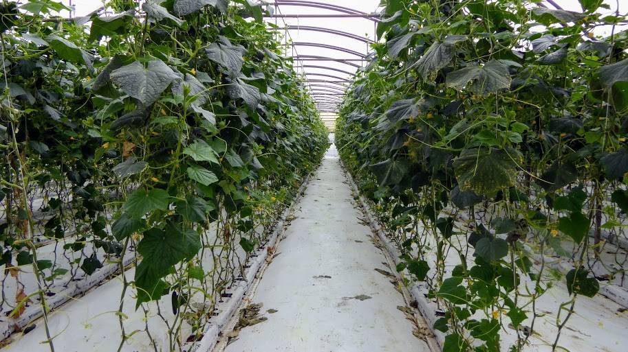 Respuesta de pepino y tomate a dos estrategias de fertirrigación para reducir nitratos