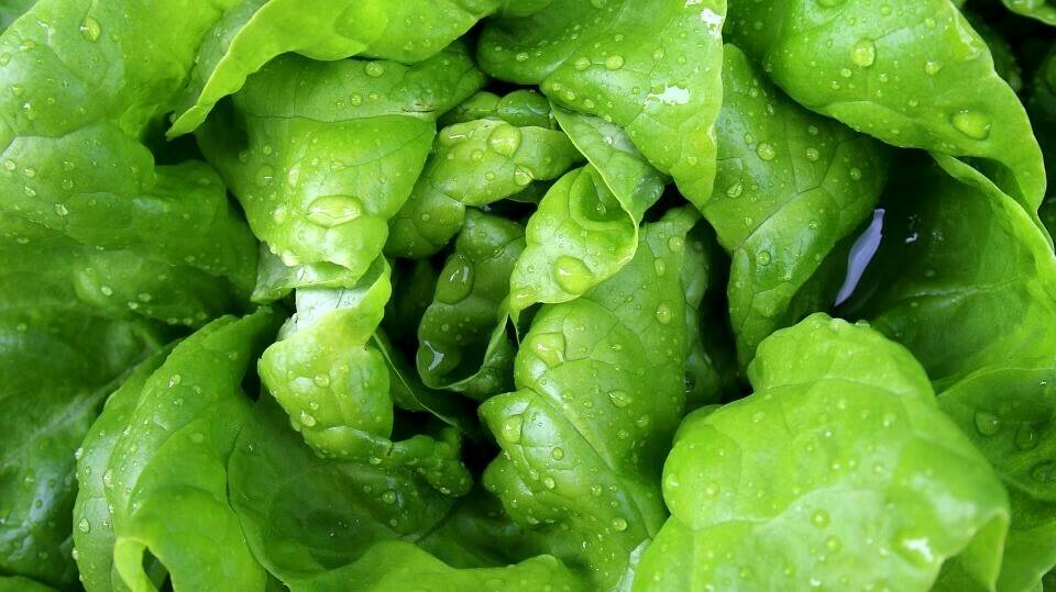 Fungicida contra el mildiu en lechugas de Tradecorp