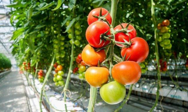 Producción de tomate bajo plástico