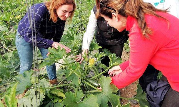 Leonardo es un nuevo calabacín con calidad de fruto, color y frescura