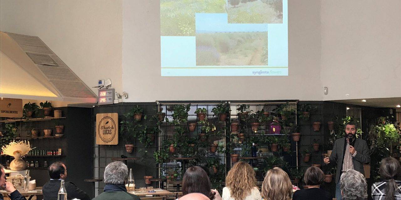 Pensamientos y otras novedades en ornamentales en «Syntech Plant»