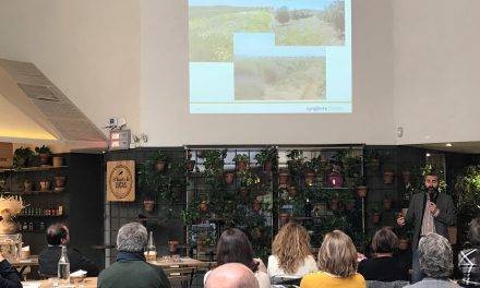 Pensamientos y otras novedades en ornamentales en «Syntech Plant»