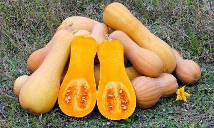 Un vídeo de Sakata explica el cultivo de la calabaza