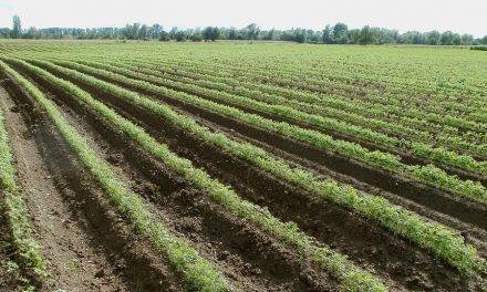 Las sustancias húmicas (HA, FA) mejoran el cultivo de zanahoria