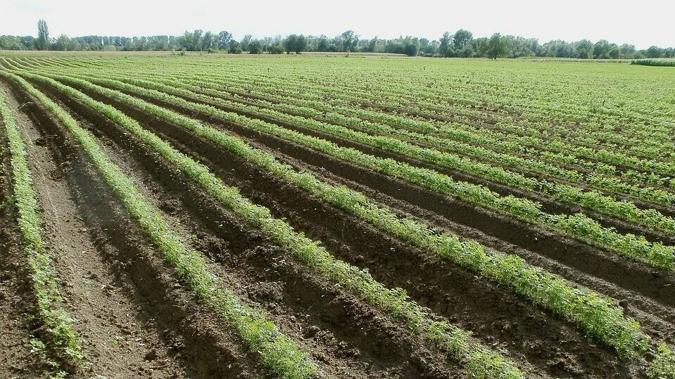 Las sustancias húmicas (HA, FA) mejoran el cultivo de zanahoria