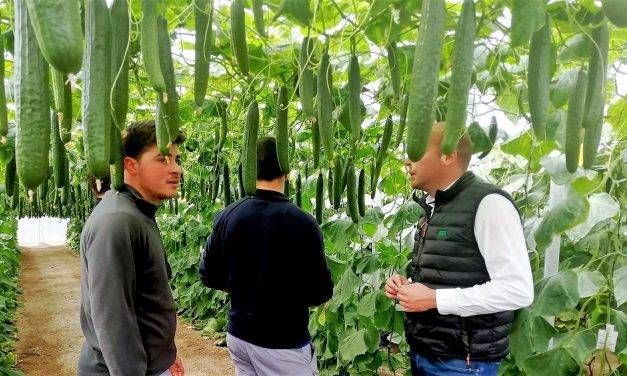 El potencial productivo del pepino largo Caoba de Fitó