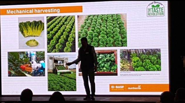 Lechugas Romanas más pequeñas y más sabrosas para incentivar el consumo