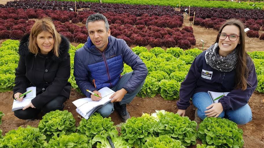 En las lechugas se logrará la oxidación retardada de las hojas