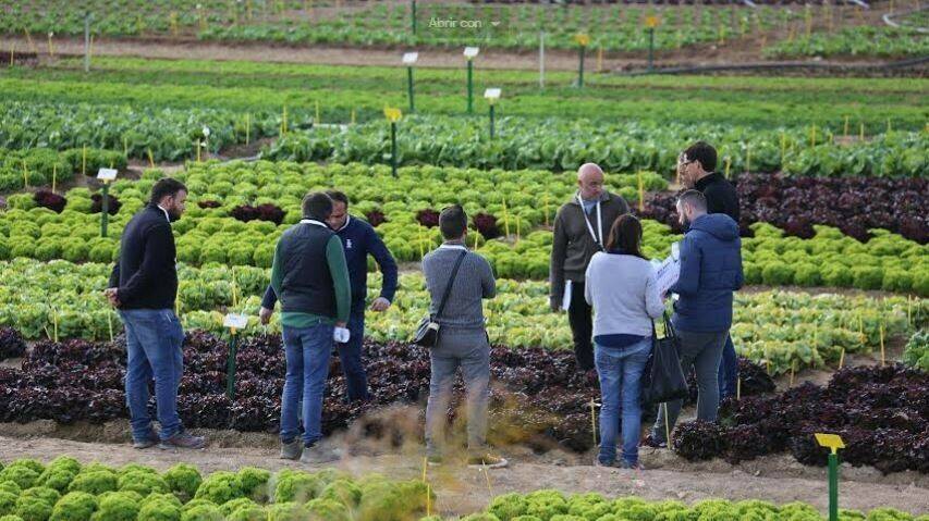 Lechugas resistentes, fáciles de procesar y diversos de Bejo