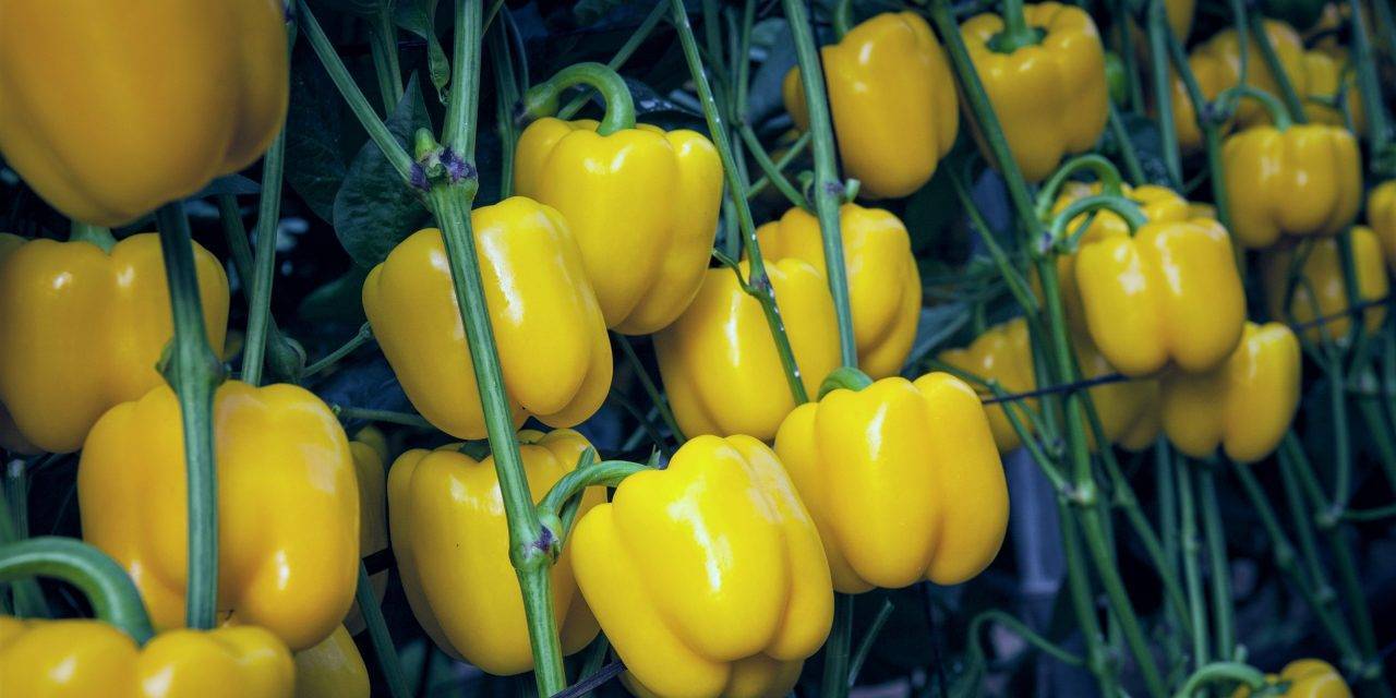 Mikonos, un excelente pimiento corto amarillo