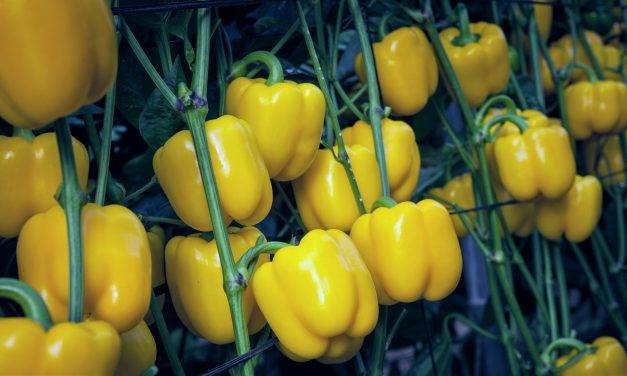 Mikonos, un excelente pimiento corto amarillo