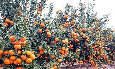 Continúa la venta de licencias de la variedad de mandarina Spring Sunshine