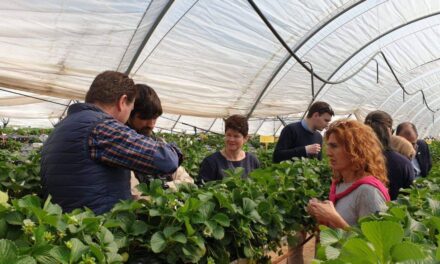 Reducción del consumo de agua en los berries en Huelva