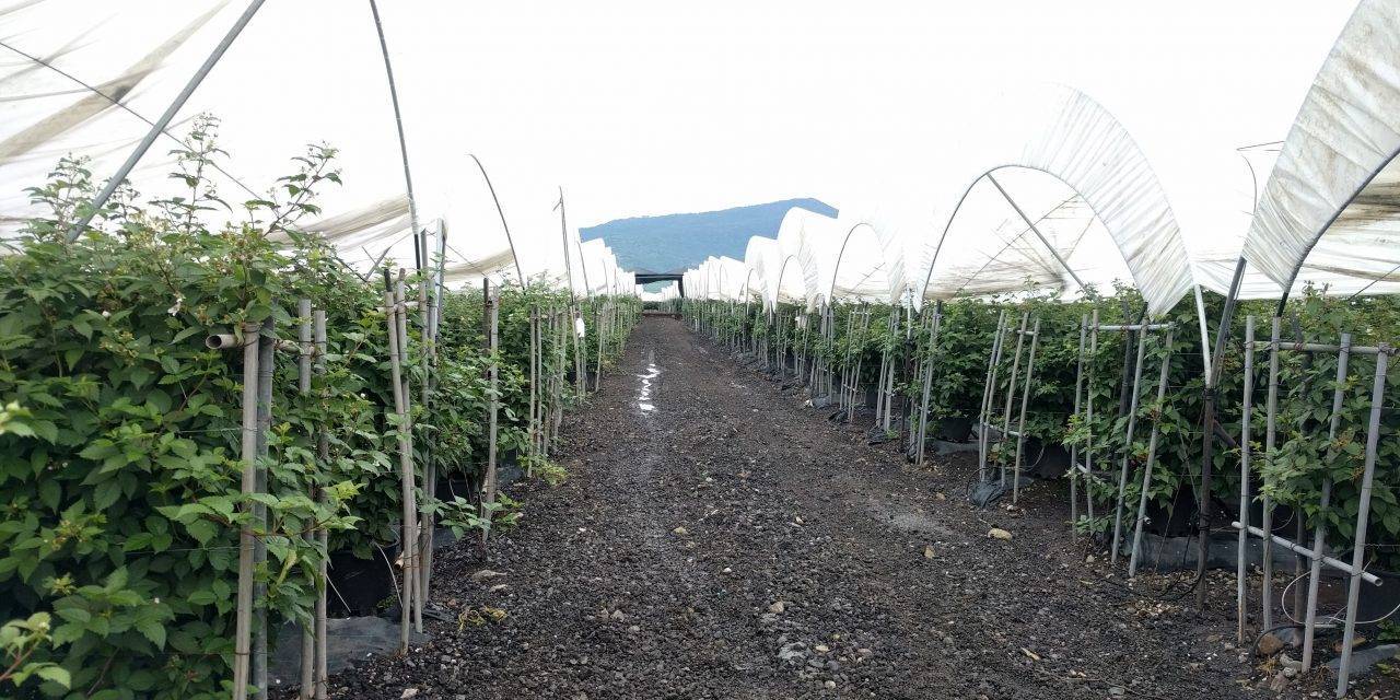 Grupo Projar muestra en el Global Berry Congress soluciones globales de mora