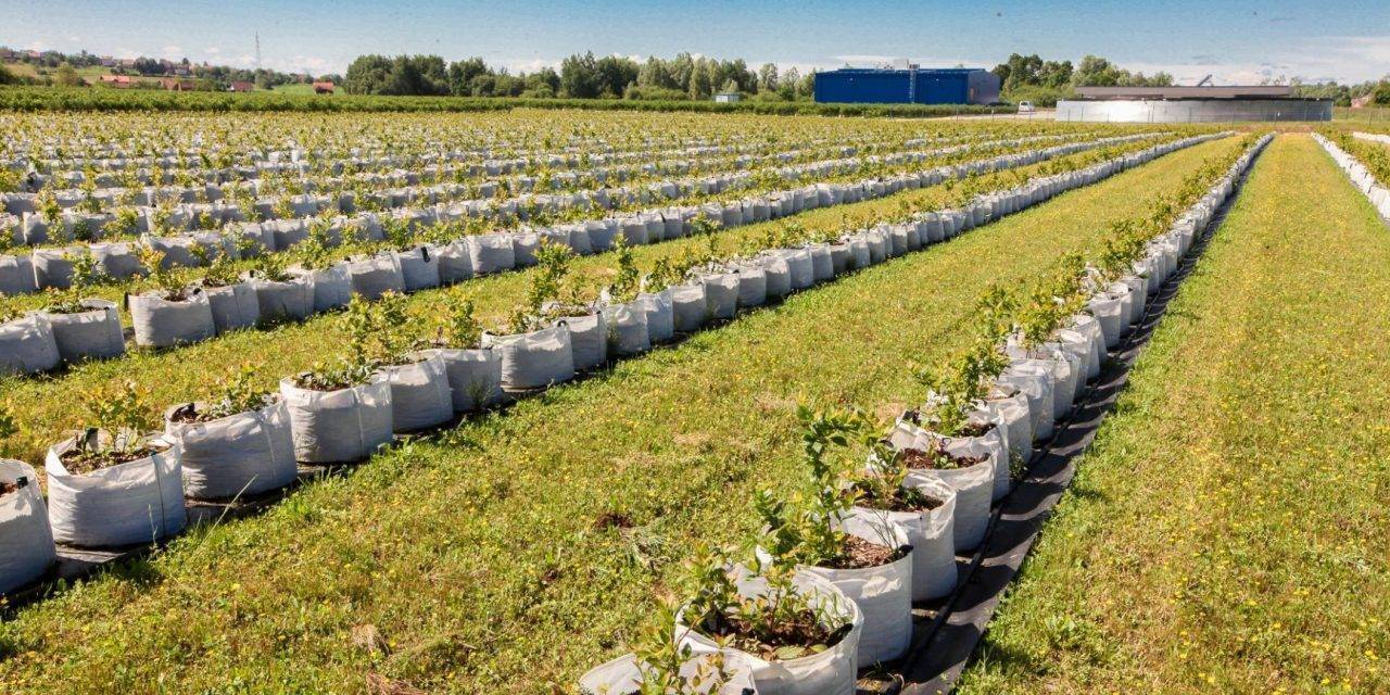 Blueberry Europe – the market is going to change