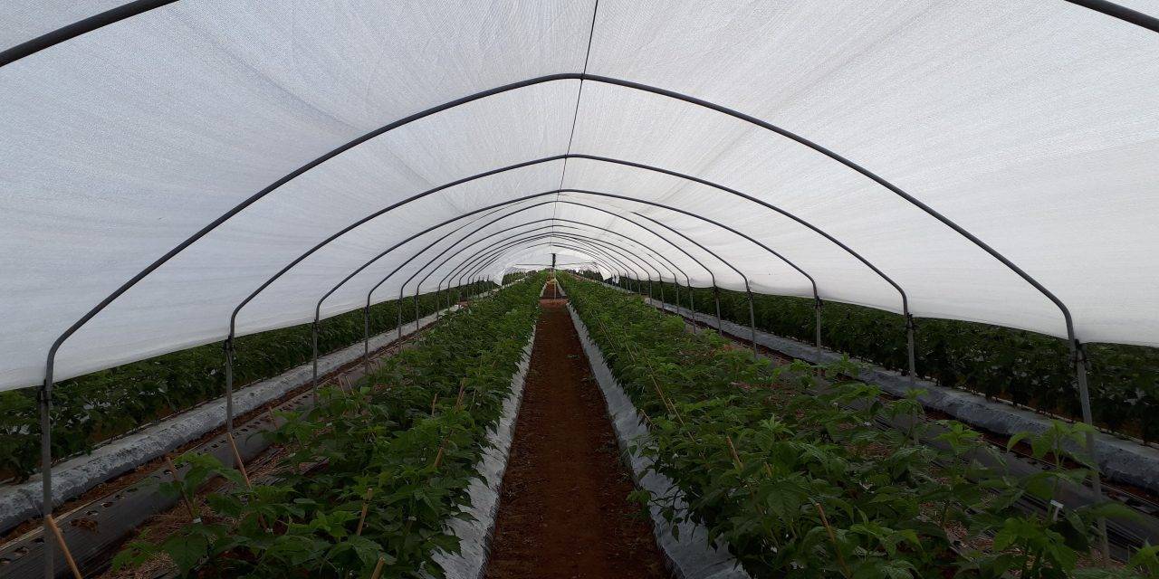 Las soluciones en agrotextiles más innovadoras para el cultivo de arándanos, fresas, frambuesas y otras bayas