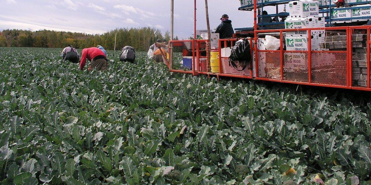Perspectivas del brócoli, una visión desde Extremadura, según Sakata Seed Ibérica
