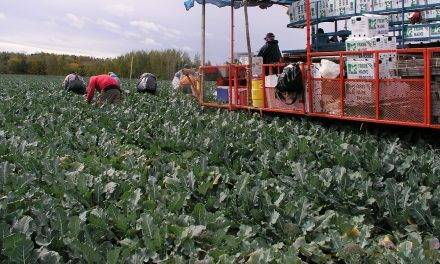 Perspectivas del brócoli, una visión desde Extremadura, según Sakata Seed Ibérica