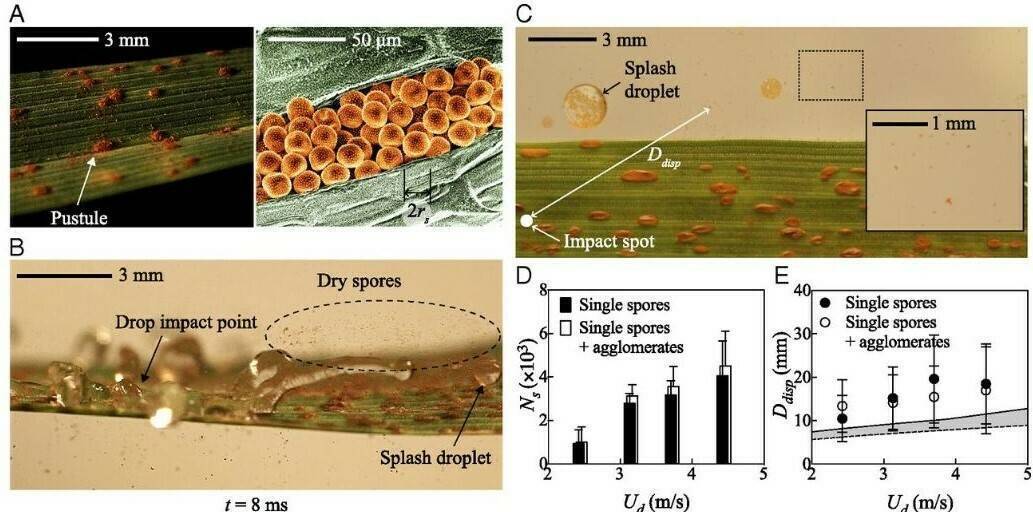 Así es como la lluvia propaga enfermedades de una planta a otra