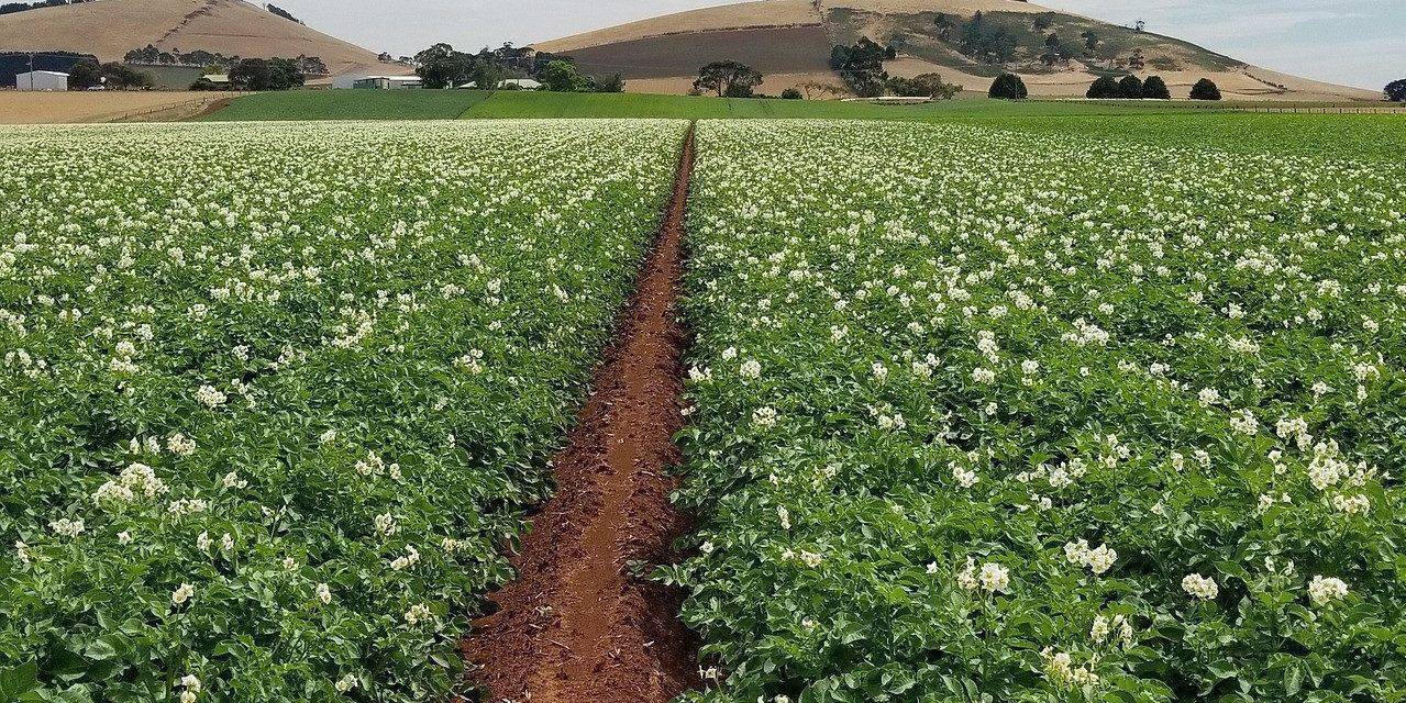 La nutrición de la patata