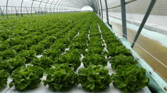 Línea de producción automática con sistema flotante de lechuga y baby leaf