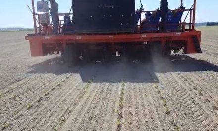 Plantación de coliflor con la trasplantadora automática Futura