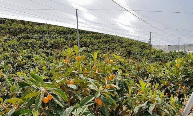 Anotaciones de cultivo en los nísperos