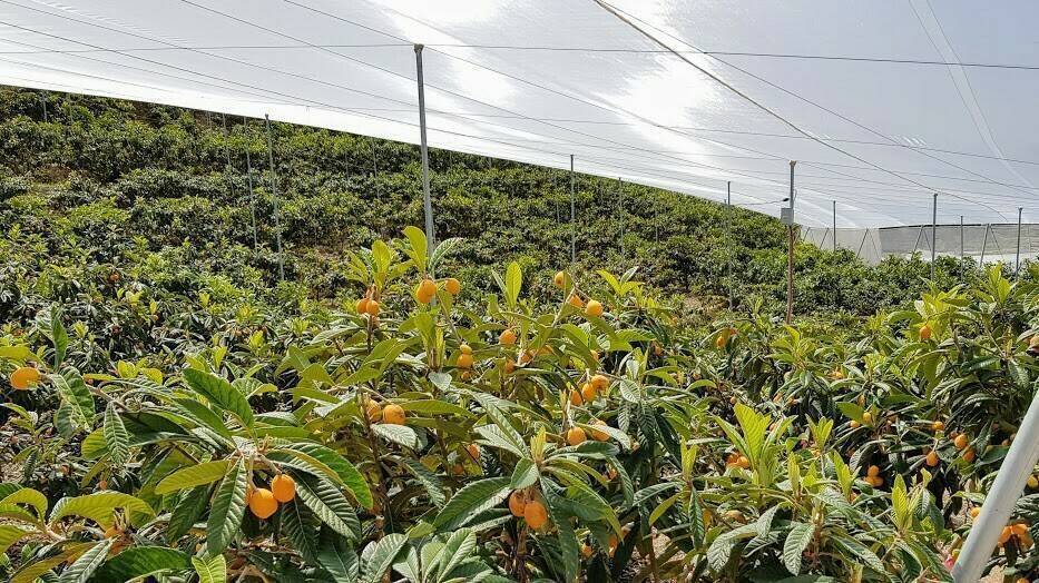 Anotaciones de cultivo en los nísperos