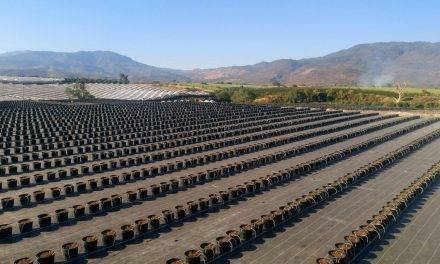 El control de malezas en arándanos pueden incrementar rendimientos hasta en un 56%