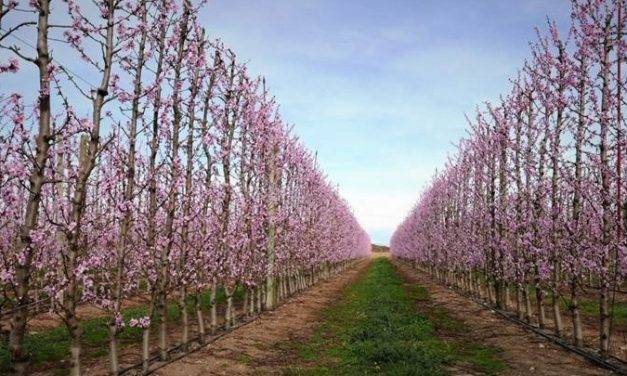 Intensificar la fruticultura