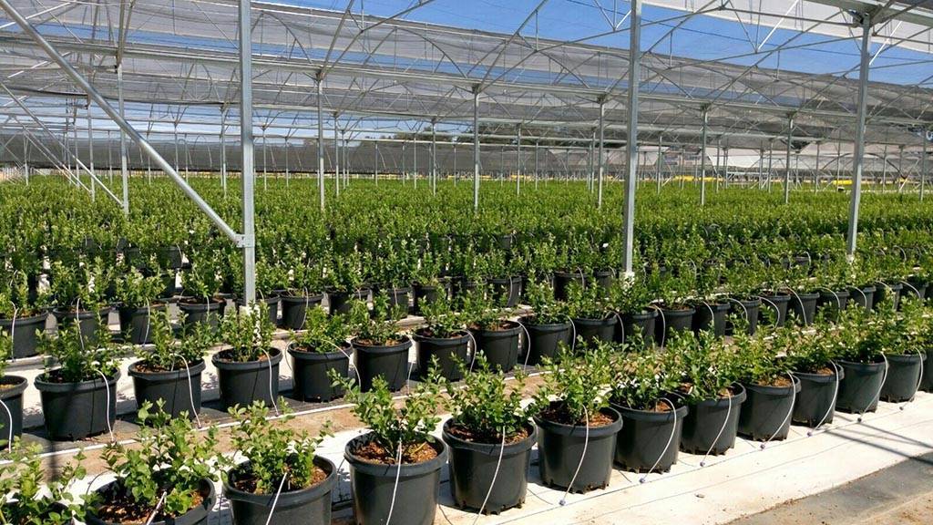 Las novedades para cultivos hidropónicos de Projar, en Infoagro