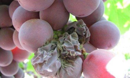 Control de Botrytis en uva de mesa