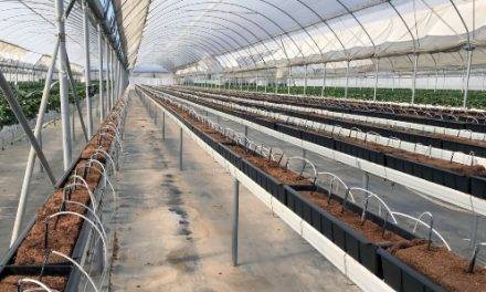 Develop new “California strawberry substrate trough” for gutter growing