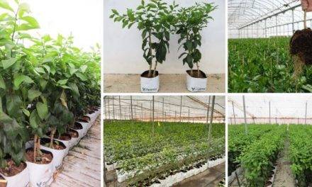 Cítricos y granados como cultivos alternativos